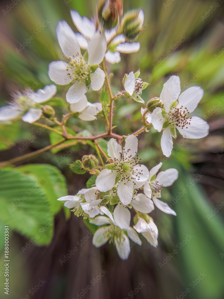 Obraz premium Wide angle photography of some wild white blackberry flowers, growing on a field in the eastern Andean mountains of central Colombia, near the town of Villa de Leyva.