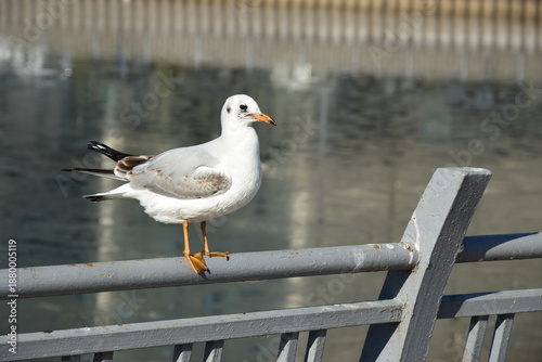 seagull sitting on a metal fence