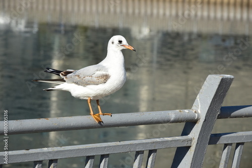 seagull sitting on a metal fence