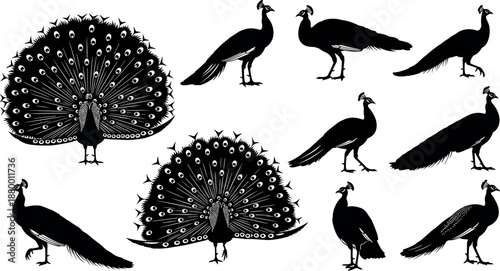 Elegant Peacock Silhouette Collection Featuring Male Peafowl with Open Fan Feathers and Graceful Standing Poses for Decorative Nature Vector Design