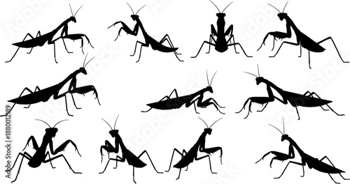 Set of praying mantis insect silhouettes in various poses isolated on white background for nature wildlife and pest control design