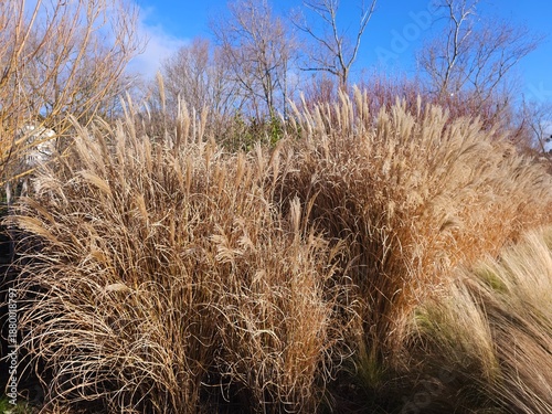 Картината върху платно Hedge of Miscanthus sinensis_Silvergrass in winter with blue sky