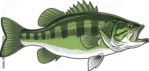 Detailed largemouth bass fish illustration in green colors, realistic freshwater sport fishing design, isolated on white background
