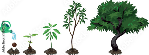  An abstract illustration of the life cycle of a deciduous tree. Stages of growth from seed and sprout to a mature tree with a green crown, isolated on a white background.
