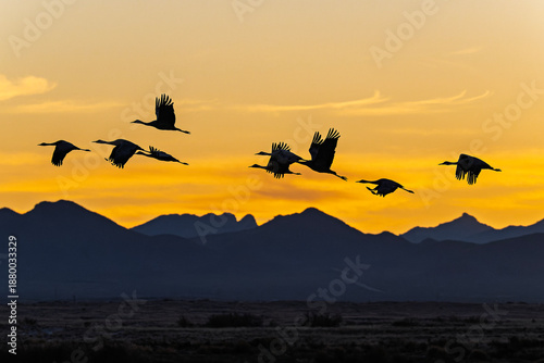 Schilderij op canvas Sandhill cranes (antigone canadensis) taking flight at sunrise in Southern AZ