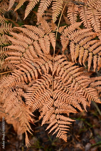 Autumn fern, orange-brown in color, unfurled.