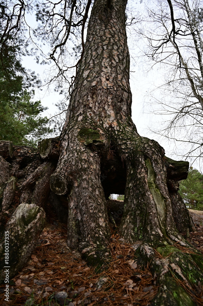 Fototapeta premium Massive tree roots from bottom to top.