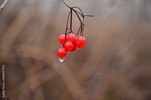 A bunch of red viburnum berries in late autumn with a drop of rain.