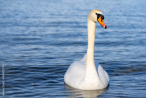 Mute swan gliding gracefully on calm, rippling water