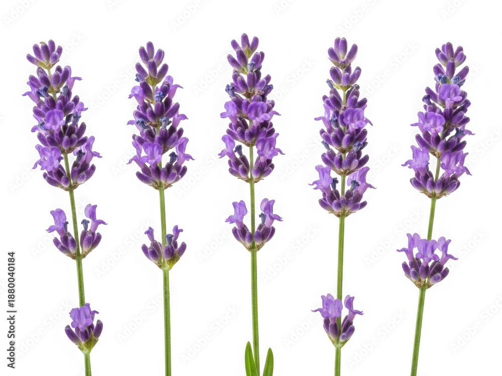 Fototapeta premium Lavender flowers isolated on transparent background