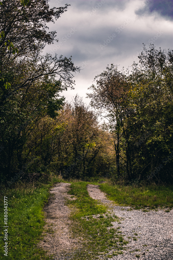 Fototapeta premium Rural dirt road winding through a dense forest with autumn foliage and lush green trees under a moody overcast sky.