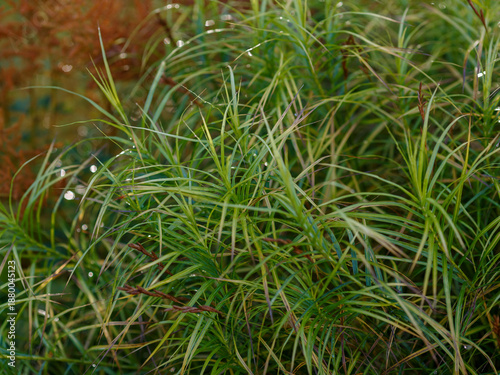 Obraz na płótnie Carex muskingumensis in autumn garden