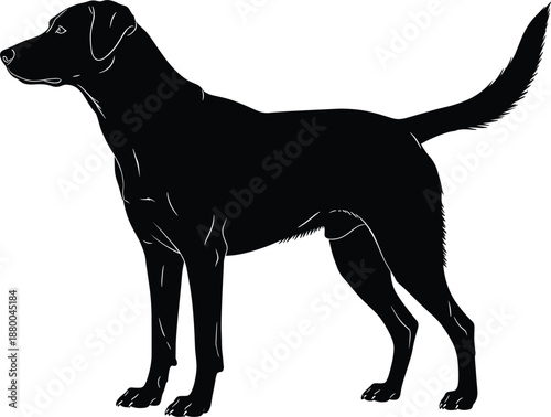 Black and white standing Labrador Retriever dog silhouette vector illustration with alert tail for pet breeding services and animal hospital branding.