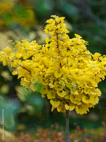 Принти на полотні Tree Ginkgo in the autumn garden