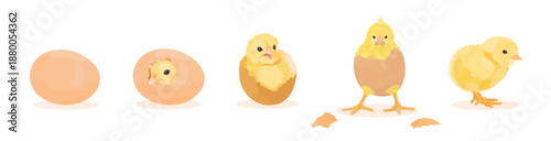 Chick Hatching from Egg. Cute yellow chicks hatch from broken shell egg. Small baby farm bird emergence from eggs, cracked shell. Vector illustration set of funny domestic animal isolated on white.
