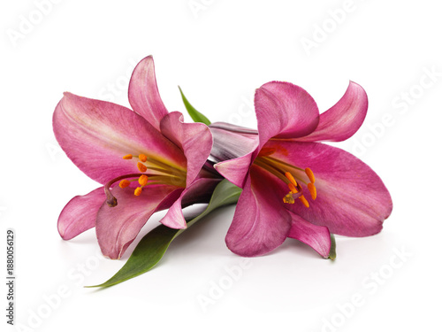 Two pink lily flowers isolated on a white background.