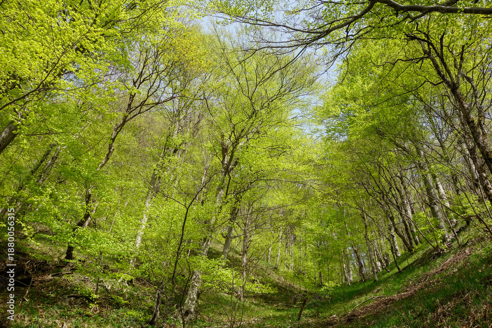 Obraz premium green forest in spring at Plitvice Lakes National Park, in Croatia
