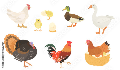 Cute cartoon farm birds collection. Vector hand drawn illustrations of Chicken, Hen, eggs, Chick, Duck, Goose, Turkey and Rooster on white background. Set of poultry clip.