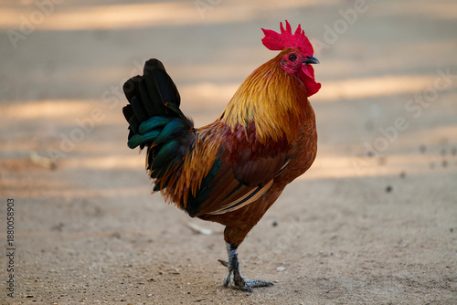 Foto Colorful rooster standing on sandy ground, featuring vibrant red comb, golden fe