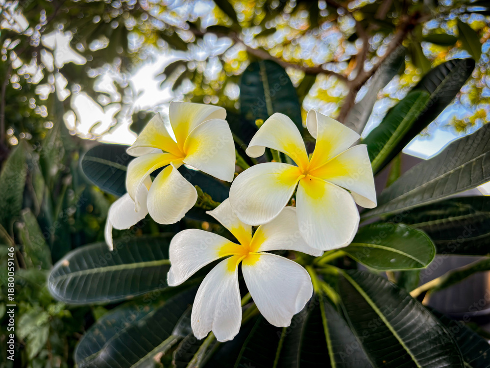 Obraz premium Serene tropical scene featuring beautiful white plumeria flowers in a lush garden setting, evoking feelings of peace and relaxation.