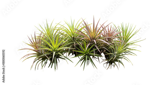 Collection of air plants isolated on transparent background