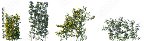 Set of Rosa setigera and Clematis florida blossoming frontal isolated png on a transparent background perfectly cutout