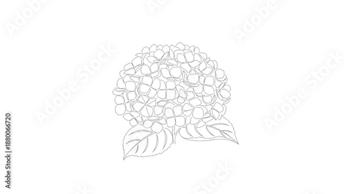 Simple line art drawing of a hydrangea flower and its leaves