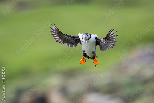 puffin with sand eels