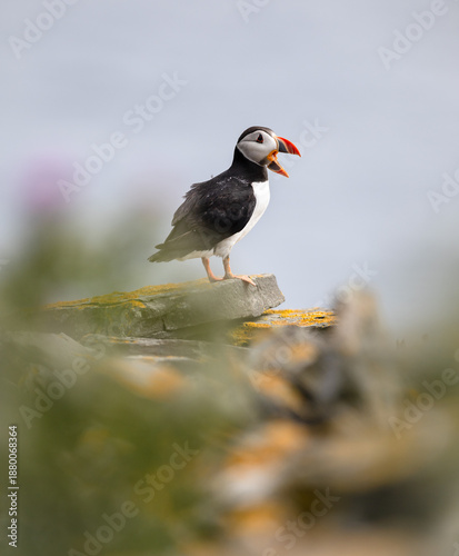 puffin