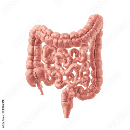 Model of Human Intestine Showing Structure and Function for Educational Purposes