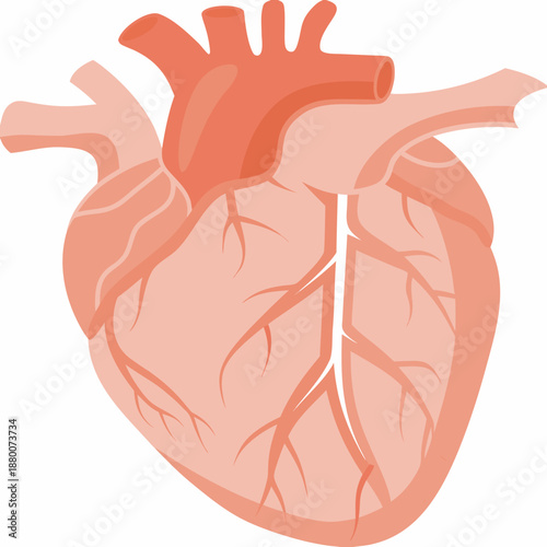 Anatomical illustration of a human heart with visible chambers and vessels