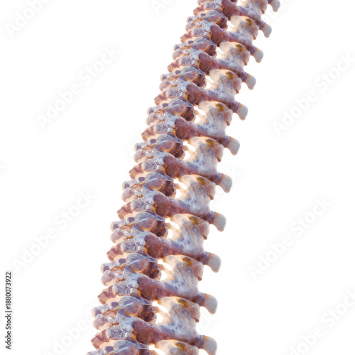 Detailed View of a Colored Model of a Human Spine in a Medical Display Setting