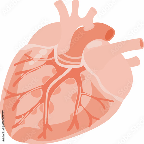a detailed illustration of a human heart showing its chambers and blood vessels