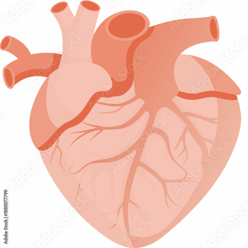 Illustration of a human heart showing chambers vessels and anatomical details
