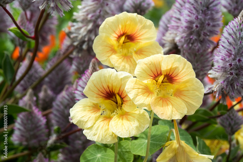 Beautiful garden nasturtium (Tropaeolum majus) flowers.