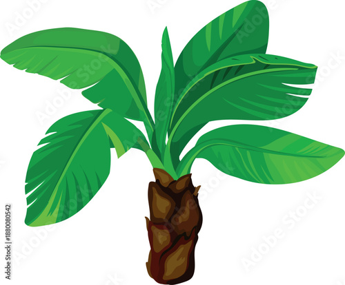 Palm with green leaves in cartoon style on white background.