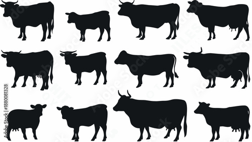 Set of black cow silhouettes in various poses and sizes