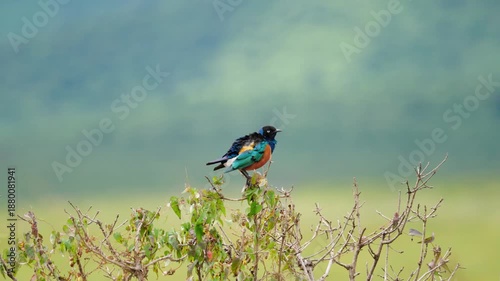 Superb starling perched above the Ngorongoro Crater grasslands, showing vivid blue and orange plumage against a soft green savanna backdrop in calm wildlife footage. 4k slow motion video.
