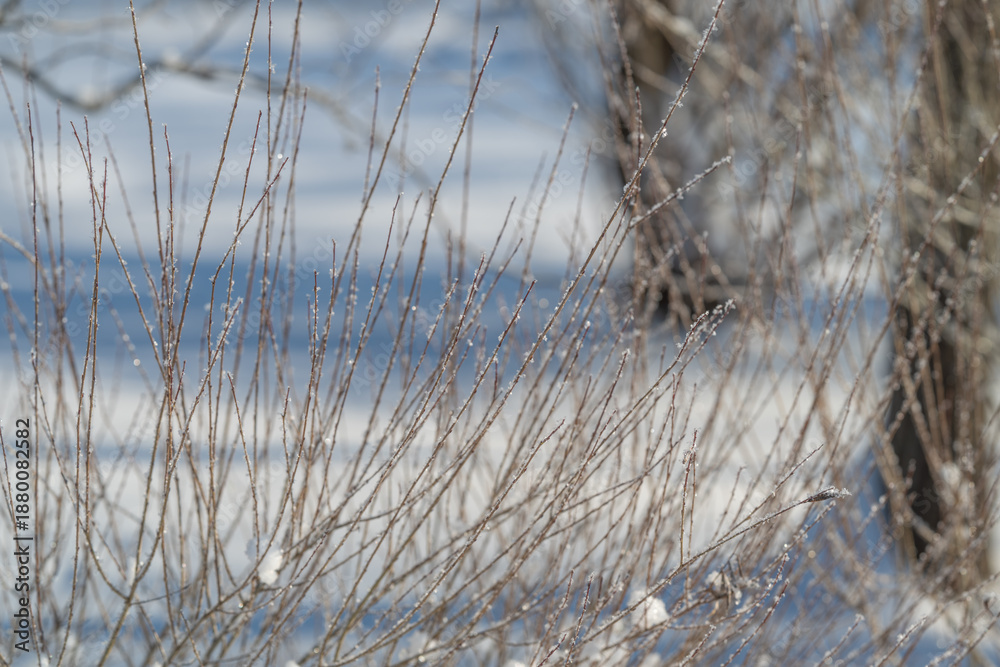 Obraz premium Frosty winter scene, Sparkling frost decorates fragile twigs in icy blue environment, Delicate ice crystals sparkle on slender twigs beneath serene winter blue illumination
