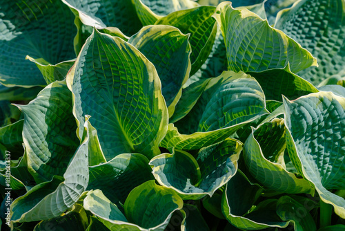 Фотография Hosta - an ornamental plant for landscaping park and garden design