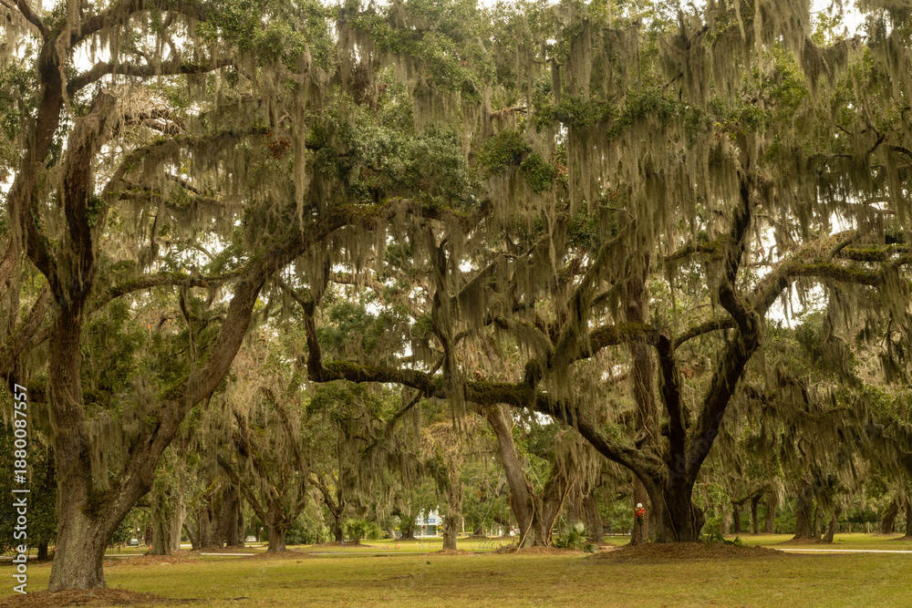 Obraz premium Live Oaks with Spanish Moss.