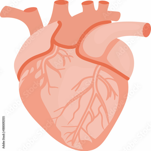 anatomy of a human heart with visible veins and arteries