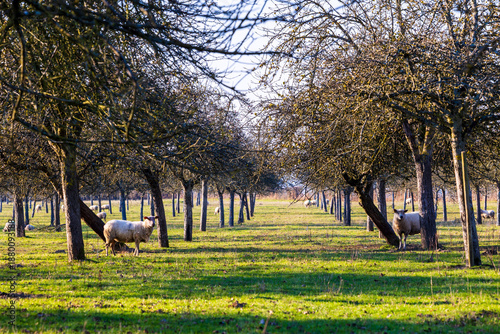 Vászonkép Sheep grazing in winter in an apple orchard typical of the Norman bocage in Prou