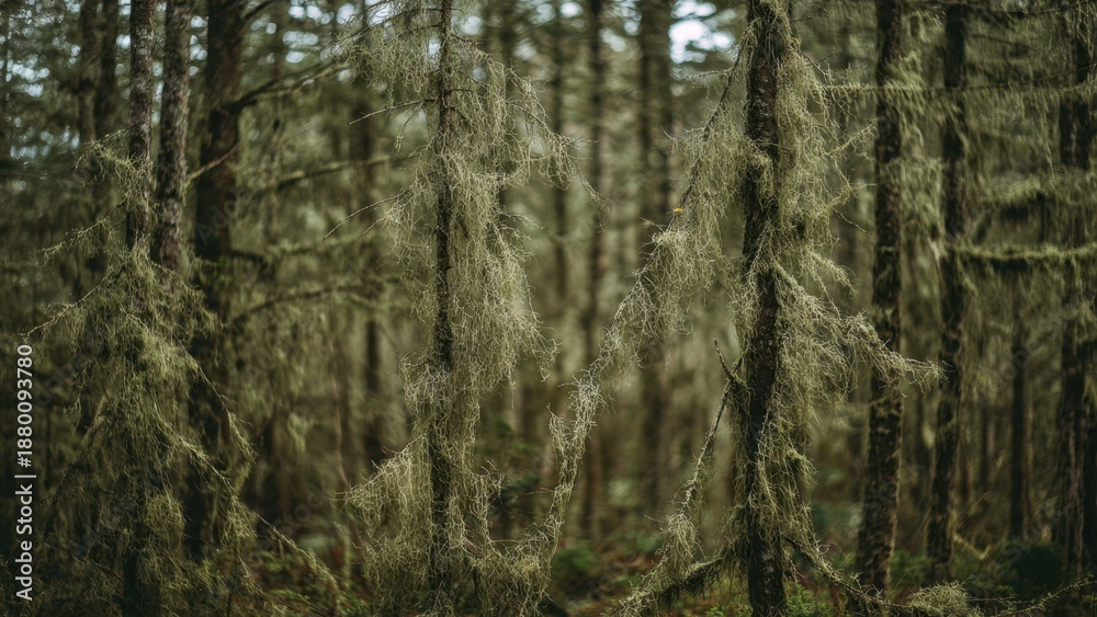 Fototapeta premium Moss-covered trees in a Pacific Northwest forest