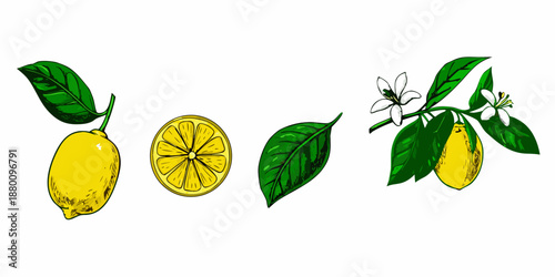 A colorful illustration featuring lemons lemon slices blossoms and green leaves