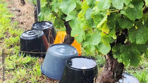 The grape harvest was interrupted by heavy rain. Harvest preparation in vineyard with buckets on fall season in Alsace, France