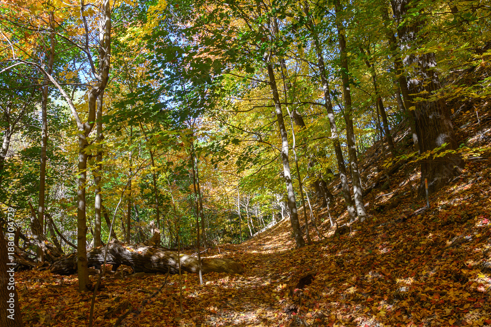 Obraz premium Autumn leaves covering forest path in Etienne Brule Park