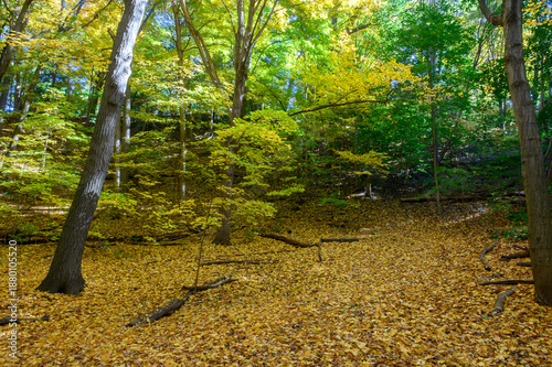 Autumn leaves covering forest floor in Etienne Brule Park