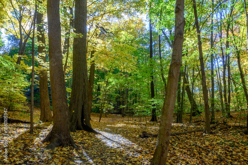 Εκτύπωση καμβά Etienne Brule Park autumn forest path with golden leaves