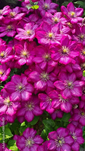 Beautiful purple Clematis flowers climbing on house facades and decorative trellises in garden